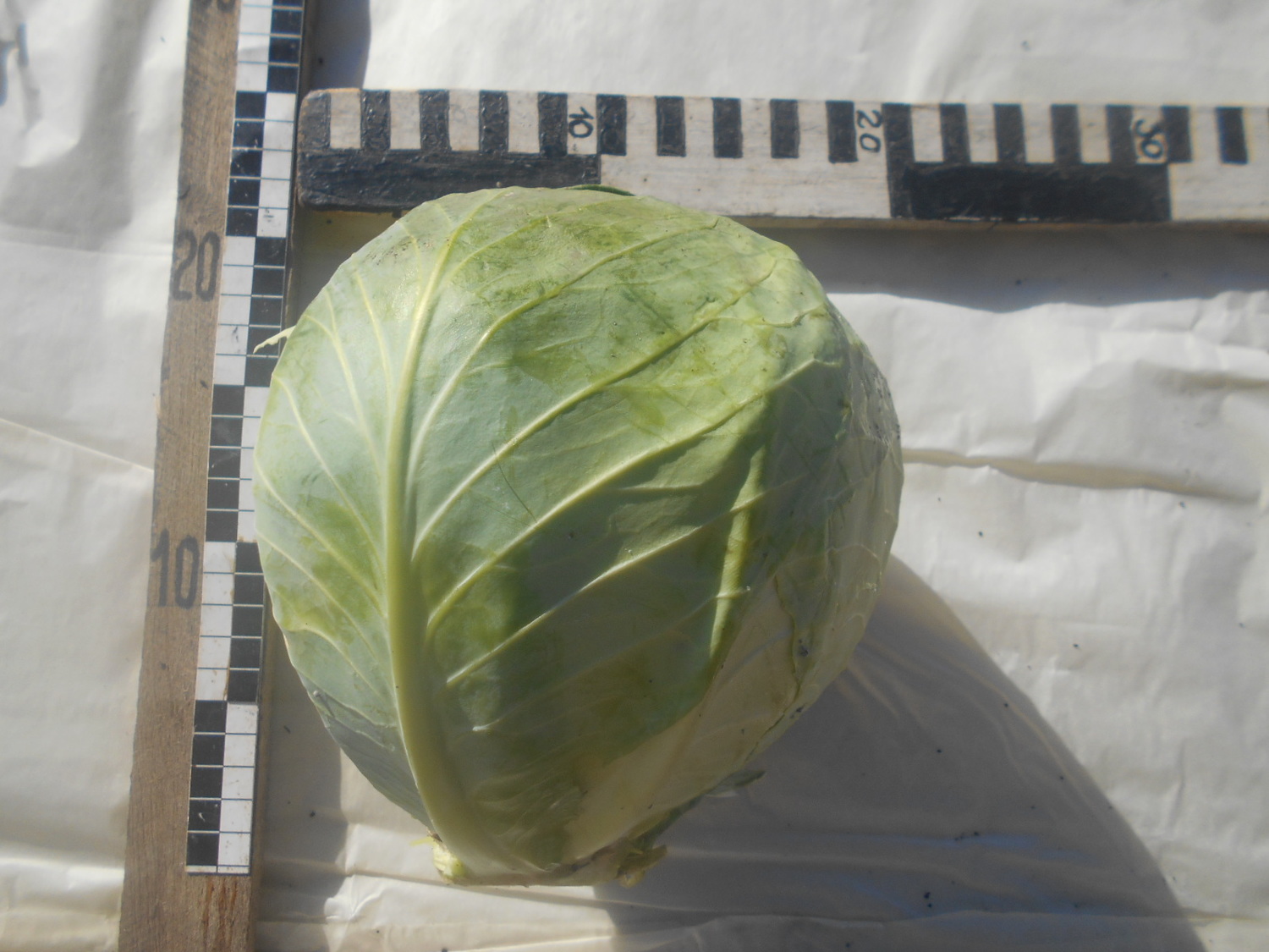 Описание изображения