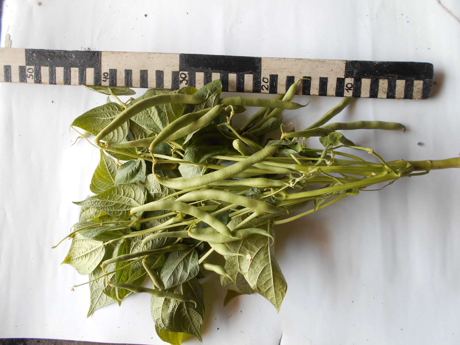 Овощная фасоль 