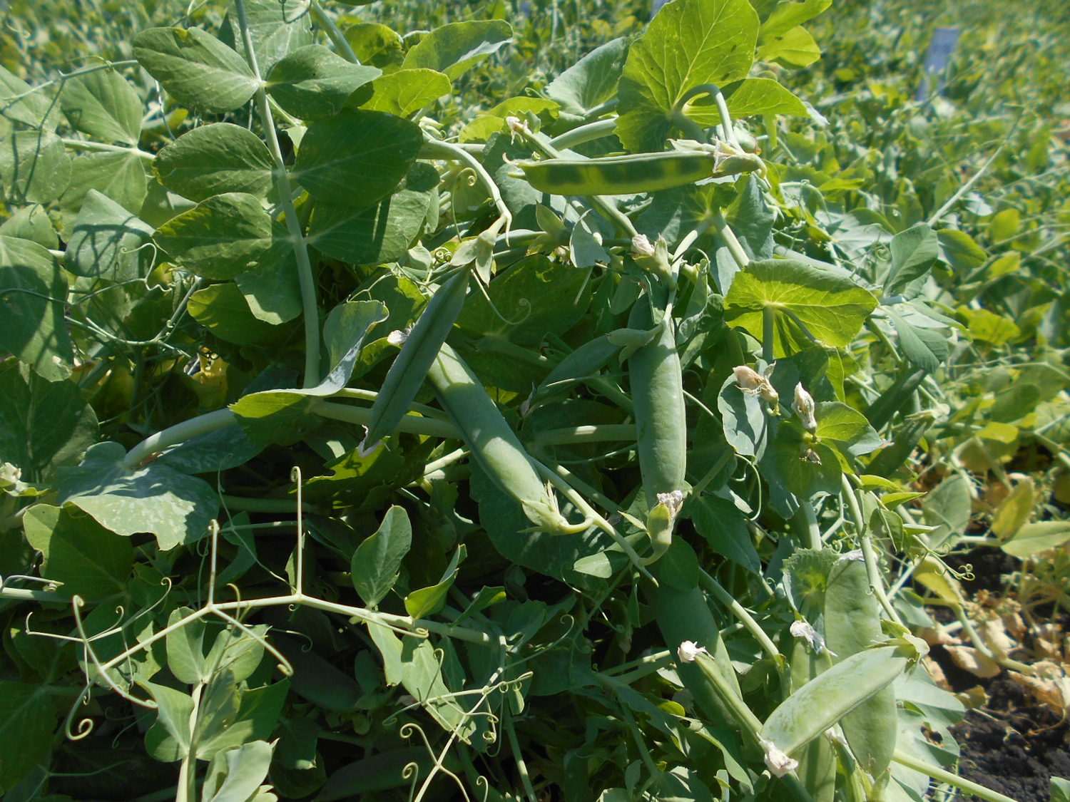 Овощной горох